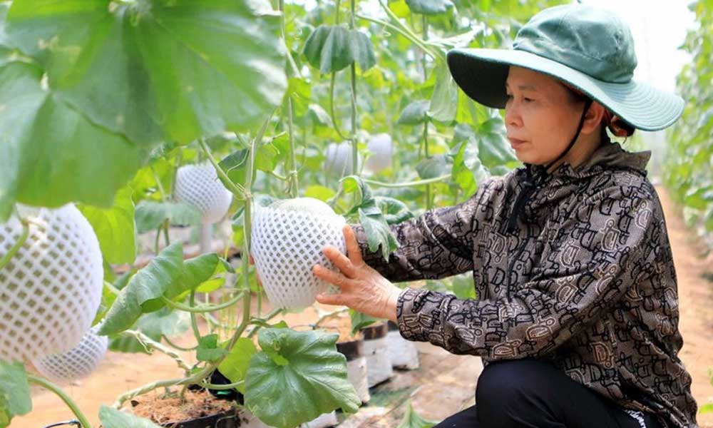 VIFTA provides impetus for Vietnamese exports to Israel